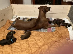 Štěňátka rhodeského ridgebacka s PP