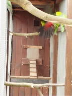 Papoušek královský a červenokřídlý