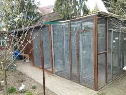 Papoušek královský a červenokřídlý