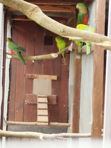 Papoušek královský a červenokřídlý