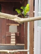 Papoušek královský a červenokřídlý