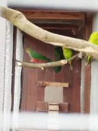 Papoušek královský a červenokřídlý