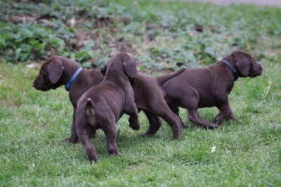 Prodám štěnata NKO