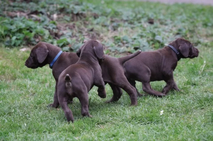 Prodám štěnata NKO
