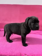 Cane corso s PP