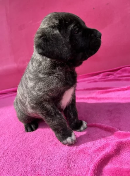 Cane corso s PP