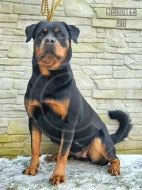 Štěňata rotvajlera s PP FCI