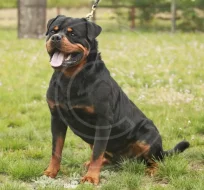 Štěňata rotvajlera s PP FCI