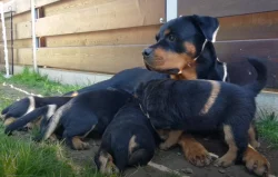 Štěňata rotvajlera s PP FCI