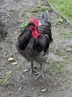 Zerzejsky obr