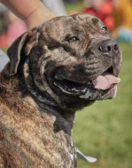 Americký Bandog