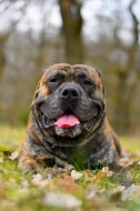 Americký Bandog