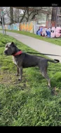 Americký Bandog