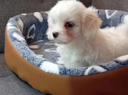 Maltézáček, Maltézáčci, Maltézský psík