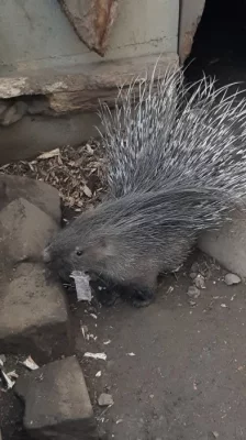 Dikobraz srstnatonosý