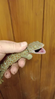 Gekon obrovský (Gekko gecko)