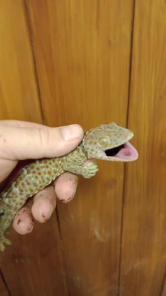 Gekon obrovský (Gekko gecko)