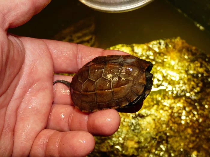 Želva trojkýlná (Mauremys reevesii)