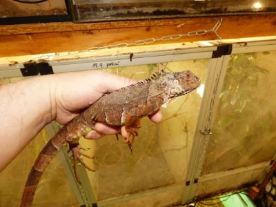 Červený leguán