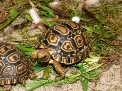 Želva pardálí (Stigmochelys pardalis)