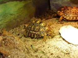 Želva pardálí (Stigmochelys pardalis)
