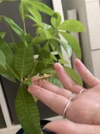 Kudlanky Phyllocrania paradoxa