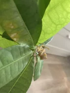Kudlanky Phyllocrania paradoxa