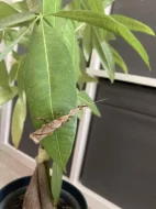 Kudlanky Phyllocrania paradoxa