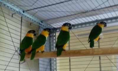 Amazonek černotemenný