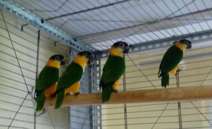 Amazonek černotemenný