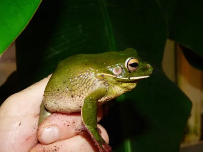 Rosnice běloretá (Litoria infrafrenata)