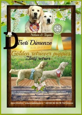 Prodám štěňata zlatého retrívra s PP