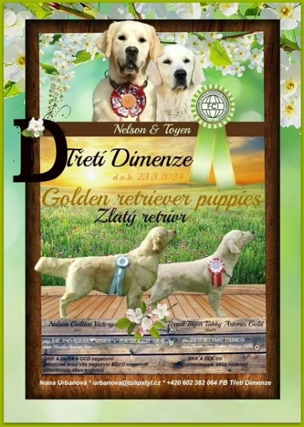 Prodám štěňata zlatého retrívra s PP