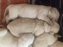 Prodám štěňata zlatého retrívra s PP