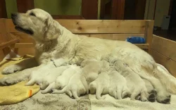 Prodám štěňata zlatého retrívra s PP