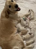 Štěňata zlatého retrívra s PP na prodej