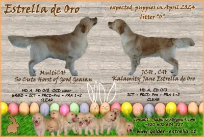 Štěňata zlatého retrívra s PP na prodej