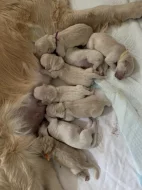 Štěňata zlatého retrívra s PP na prodej