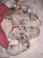 Štěňata zlatého retrívra s PP na prodej