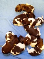 Nqly münsterlandský ohař