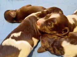 Nqly münsterlandský ohař