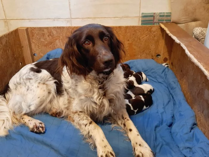 Nqly münsterlandský ohař