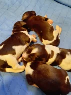 Nqly münsterlandský ohař