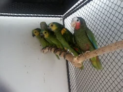 Prodám amazoňany modročelé,