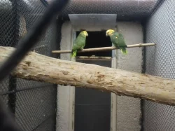 Prodám amazoňany modročelé,