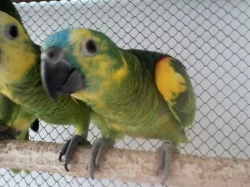 Prodám amazoňany modročelé,