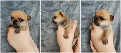 Čivava štěňátka