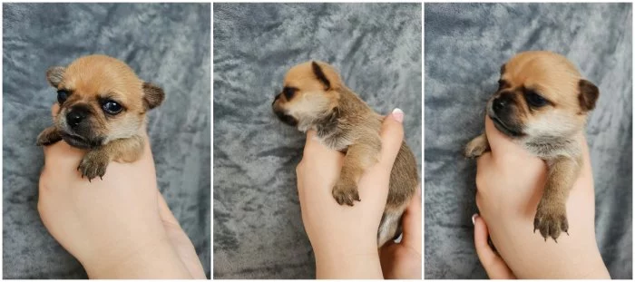 Čivava štěňátka