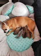 Čivava štěňátka