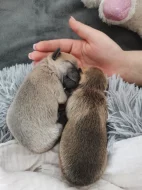 Čivava štěňátka